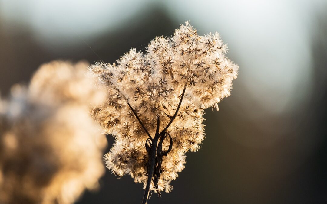 Semear y la siembra de oportunidades