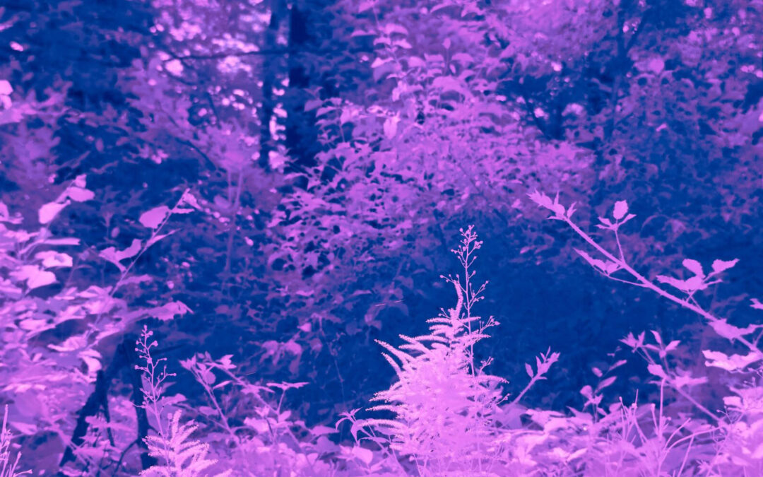 Ardilla púrpura: talento escaso, impacto decisivo